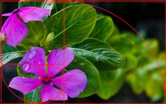 aplikasi golden rectangle ketika mengedit gambar
